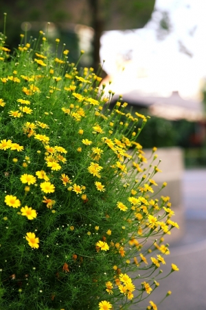 夏荷