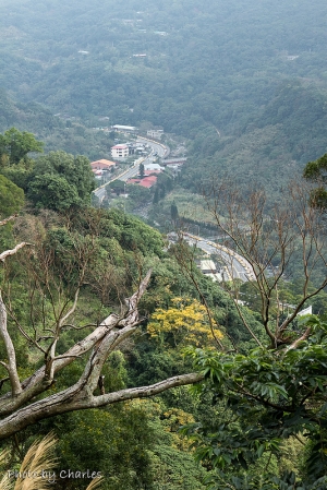 陽明山平等里寒櫻
