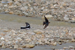 低空之戰! 白鶺鴒 VS 洋燕 ,拍鳳頭蒼鷹額外收穫
