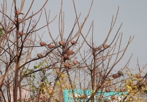 台中楓樹社區打普鳥