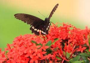 騙很大之"南藝大"內的蓮花