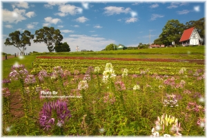 桃園大溪花海農場