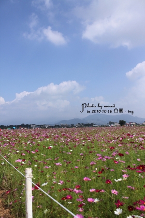 谷關行之station 2 - 新社花海