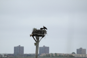 野鳥棲息地堪景認路.....天氣爛透了!