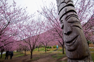 紅粉佳人 武陵農場