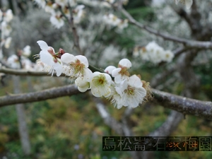 20140105 信義鄉 烏松崙賞梅花  RX100 Mk2