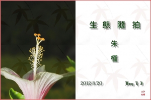 台中Wang~~自然隨拍……朱槿