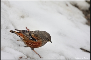 岩鷯．Alpine Accentor@Benson