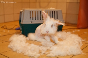 ＊兔兔剃毛記＊