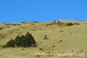 玉山杜鵑＠合歡東峰