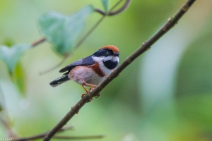 可愛的精靈-小叮噹