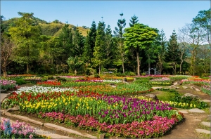 桃源仙谷．鬱金香季隨拍