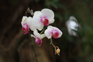 1月9號藍大新竹糾團@動物園