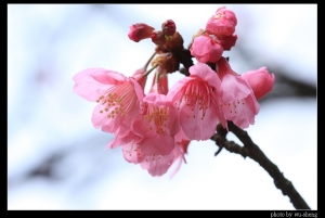 2008陽明山花季(櫻花篇)