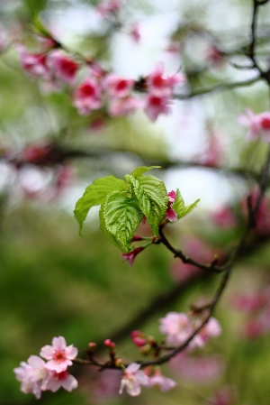 懷念我的餅乾鏡 50mm f1.8