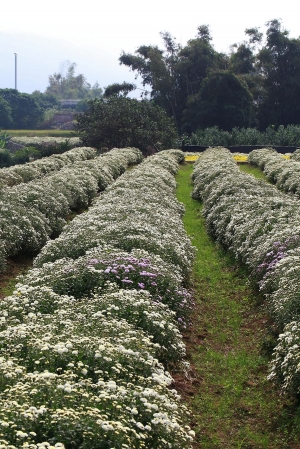 苗栗銅鑼杭菊開了