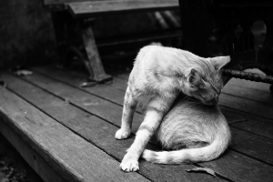 植物園裡尋芳蹤