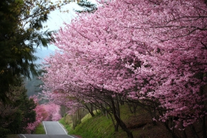 20120218 武陵櫻花 “少”張流 (2/25新增幾張)