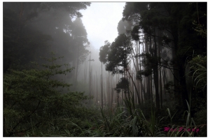 迷霧夢幻之忘憂森林BY Wei-Siang