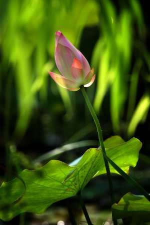 光影荷打綠(C) - 雜工