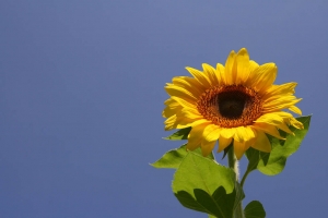 sunflower...