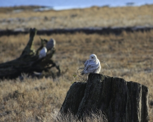 北極來的嬌客 - SNOWY OWL