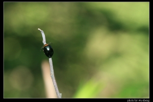 2008生態雜拍(十二)