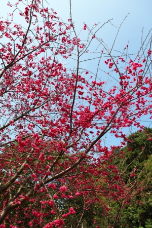 北投櫻花隧道