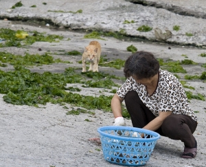 漁村裡的流浪貓。(警告：內有貓咪受傷畫面)