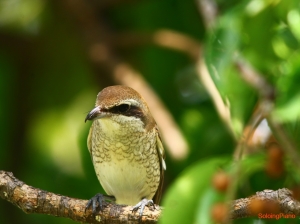誰知道牠咋啦？