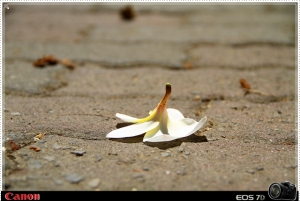 台南東區阿勃勒+隨手拍