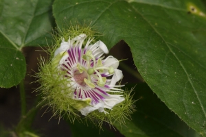 毛西蕃蓮-長相神奇的花