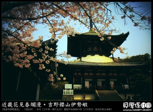 日本賞櫻【LOMO詩心風】:::::::粉嫩玉晶光:::::::