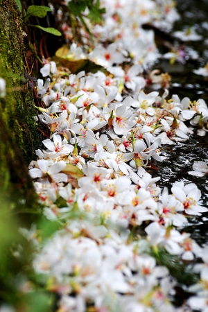落花流水