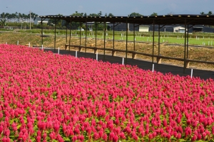 2011-10-29 新社花海搶鮮遊