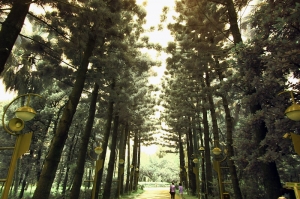 密林,山雨欲來的植物園!!!(有新圖啦!)