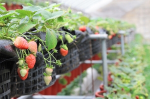 ~紅通通甜在心~ 內湖採草莓囉!