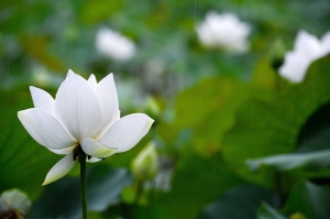 「* 雨。清香白荷 *」 雜工