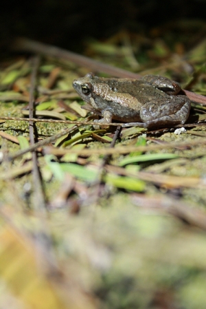 南台灣野外課(20P)
