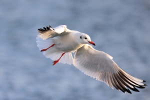 自然生態~~~~~飛羽篇瞎拍