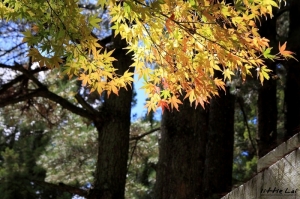 褔壽山-起楓行..