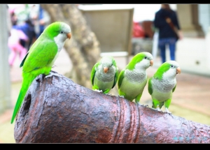 安平古堡溜鳥去