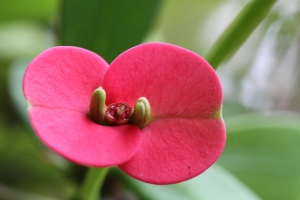 新百微拍的花草