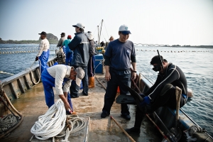 0331 定置漁網作業