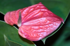 百微L對焦對到眼睛快脫窗之繼續脫窗篇