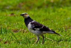 公園裡的鳥-黑領椋鳥
