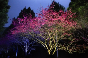 夜櫻花     -----九族-----