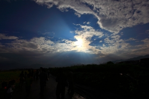 新社花海*搶先看