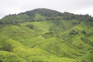 金马仑BOH茶园一游