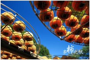 [新埔]黃澄澄的多柿之秋